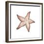 Coastal Icon Coral VII-Elizabeth Medley-Framed Premium Giclee Print