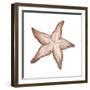 Coastal Icon Coral VII-Elizabeth Medley-Framed Art Print