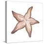 Coastal Icon Coral VII-Elizabeth Medley-Stretched Canvas