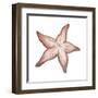 Coastal Icon Coral VII-Elizabeth Medley-Framed Art Print