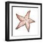 Coastal Icon Coral VII-Elizabeth Medley-Framed Art Print