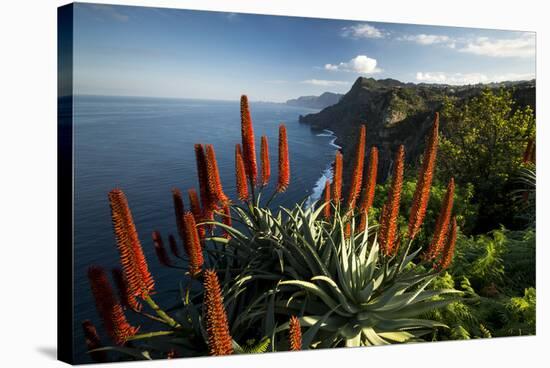 Coastal Landscape with Blooming Aloe, Madeira Island, Portugal-null-Stretched Canvas