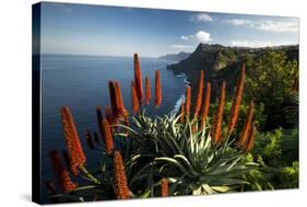 Coastal Landscape with Blooming Aloe, Madeira Island, Portugal-null-Stretched Canvas