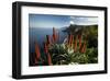 Coastal Landscape with Blooming Aloe, Madeira Island, Portugal-null-Framed Art Print