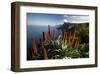 Coastal Landscape with Blooming Aloe, Madeira Island, Portugal-null-Framed Art Print
