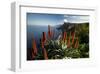 Coastal Landscape with Blooming Aloe, Madeira Island, Portugal-null-Framed Art Print