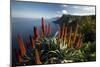 Coastal Landscape with Blooming Aloe, Madeira Island, Portugal-null-Mounted Art Print