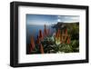 Coastal Landscape with Blooming Aloe, Madeira Island, Portugal-null-Framed Art Print