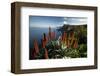 Coastal Landscape with Blooming Aloe, Madeira Island, Portugal-null-Framed Art Print