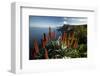 Coastal Landscape with Blooming Aloe, Madeira Island, Portugal-null-Framed Art Print