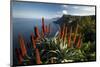 Coastal Landscape with Blooming Aloe, Madeira Island, Portugal-null-Mounted Art Print