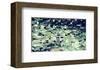 Coastal Landscape-Margaret Juul-Framed Giclee Print