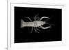 Coastal Lowland Cave Crayfish (Procambarus Leitheuseri) Crystal Springs Beach, Florida, USA-Barry Mansell-Framed Photographic Print