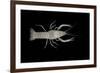 Coastal Lowland Cave Crayfish (Procambarus Leitheuseri) Crystal Springs Beach, Florida, USA-Barry Mansell-Framed Photographic Print