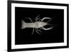 Coastal Lowland Cave Crayfish (Procambarus Leitheuseri) Crystal Springs Beach, Florida, USA-Barry Mansell-Framed Photographic Print