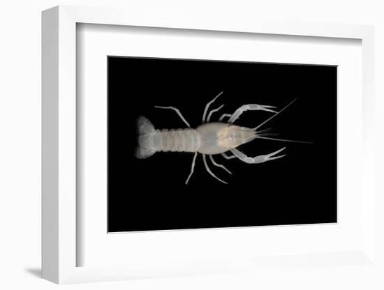 Coastal Lowland Cave Crayfish (Procambarus Leitheuseri) Crystal Springs Beach, Florida, USA-Barry Mansell-Framed Photographic Print