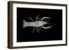 Coastal Lowland Cave Crayfish (Procambarus Leitheuseri) Crystal Springs Beach, Florida, USA-Barry Mansell-Framed Photographic Print