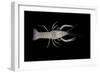 Coastal Lowland Cave Crayfish (Procambarus Leitheuseri) Crystal Springs Beach, Florida, USA-Barry Mansell-Framed Photographic Print