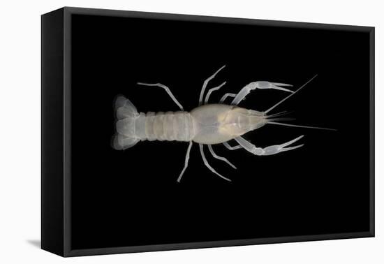 Coastal Lowland Cave Crayfish (Procambarus Leitheuseri) Crystal Springs Beach, Florida, USA-Barry Mansell-Framed Stretched Canvas