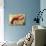 Coastal Luxe Lobster-Megan Aroon Duncanson-Art Print displayed on a wall