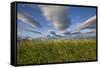 Coastal Meadow at Hallo Bay in Katmai National Park-Paul Souders-Framed Stretched Canvas
