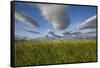 Coastal Meadow at Hallo Bay in Katmai National Park-Paul Souders-Framed Stretched Canvas