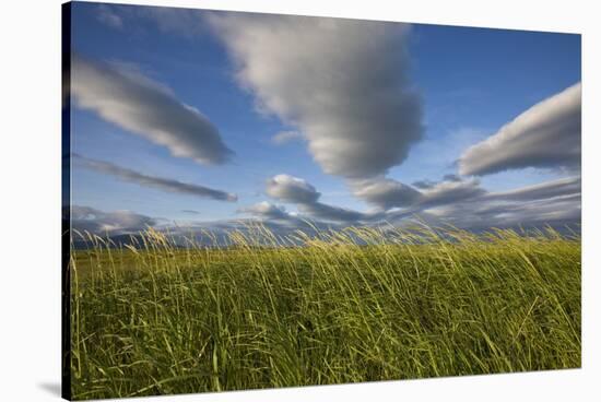 Coastal Meadow at Hallo Bay in Katmai National Park-Paul Souders-Stretched Canvas