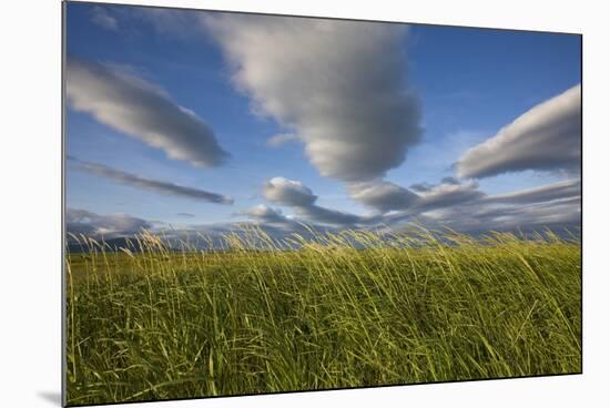 Coastal Meadow at Hallo Bay in Katmai National Park-Paul Souders-Mounted Photographic Print