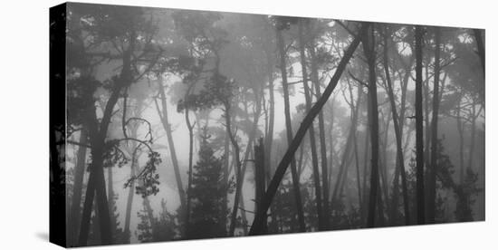 Coastal mist though Monterey pines. Monterey Coast, California, USA.-Art Wolfe-Stretched Canvas