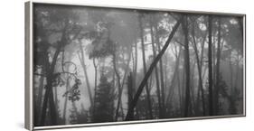 Coastal mist though Monterey pines. Monterey Coast, California, USA.-Art Wolfe-Framed Photographic Print