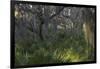 Coastal Oak Forest with Spanish Moss, Little St Simons Island, Georgia-Pete Oxford-Framed Photographic Print