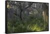 Coastal Oak Forest with Spanish Moss, Little St Simons Island, Georgia-Pete Oxford-Framed Stretched Canvas