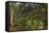 Coastal Oak Forest with Spanish Moss, Little St Simons Island, Georgia-Pete Oxford-Framed Stretched Canvas