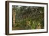 Coastal Oak Forest with Spanish Moss, Little St Simons Island, Georgia-Pete Oxford-Framed Photographic Print