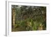 Coastal Oak Forest with Spanish Moss, Little St Simons Island, Georgia-Pete Oxford-Framed Photographic Print