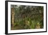 Coastal Oak Forest with Spanish Moss, Little St Simons Island, Georgia-Pete Oxford-Framed Photographic Print