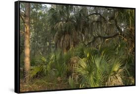 Coastal Oak Forest with Spanish Moss, Little St Simons Island, Georgia-Pete Oxford-Framed Stretched Canvas