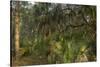 Coastal Oak Forest with Spanish Moss, Little St Simons Island, Georgia-Pete Oxford-Stretched Canvas