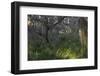 Coastal Oak Forest with Spanish Moss, Little St Simons Island, Georgia-Pete Oxford-Framed Photographic Print