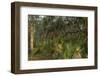 Coastal Oak Forest with Spanish Moss, Little St Simons Island, Georgia-Pete Oxford-Framed Photographic Print