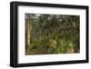 Coastal Oak Forest with Spanish Moss, Little St Simons Island, Georgia-Pete Oxford-Framed Photographic Print