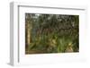 Coastal Oak Forest with Spanish Moss, Little St Simons Island, Georgia-Pete Oxford-Framed Photographic Print