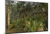 Coastal Oak Forest with Spanish Moss, Little St Simons Island, Georgia-Pete Oxford-Mounted Photographic Print