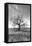 Coastal Oak Series No. 12-Alan Blaustein-Framed Stretched Canvas
