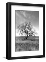 Coastal Oak Series No. 12-Alan Blaustein-Framed Photographic Print