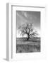 Coastal Oak Series No. 12-Alan Blaustein-Framed Photographic Print