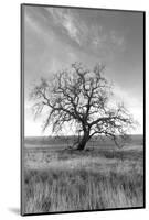 Coastal Oak Series No. 12-Alan Blaustein-Mounted Photographic Print