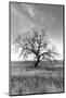 Coastal Oak Series No. 12-Alan Blaustein-Mounted Photographic Print