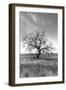 Coastal Oak Series No. 12-Alan Blaustein-Framed Photographic Print