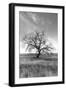 Coastal Oak Series No. 12-Alan Blaustein-Framed Photographic Print